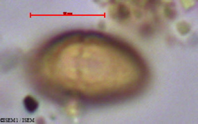 Psidium guajava - lame n° 47100